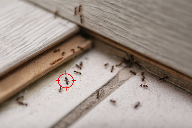 Best Residential Pest Control  in Sayville, NY