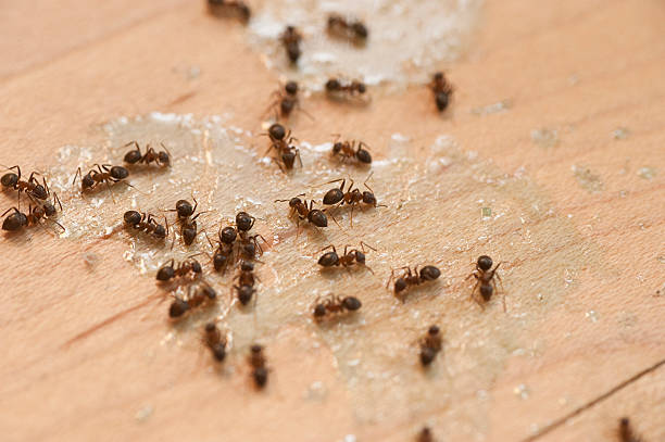 Best Best Pest Control Companies  in Sayville, NY
